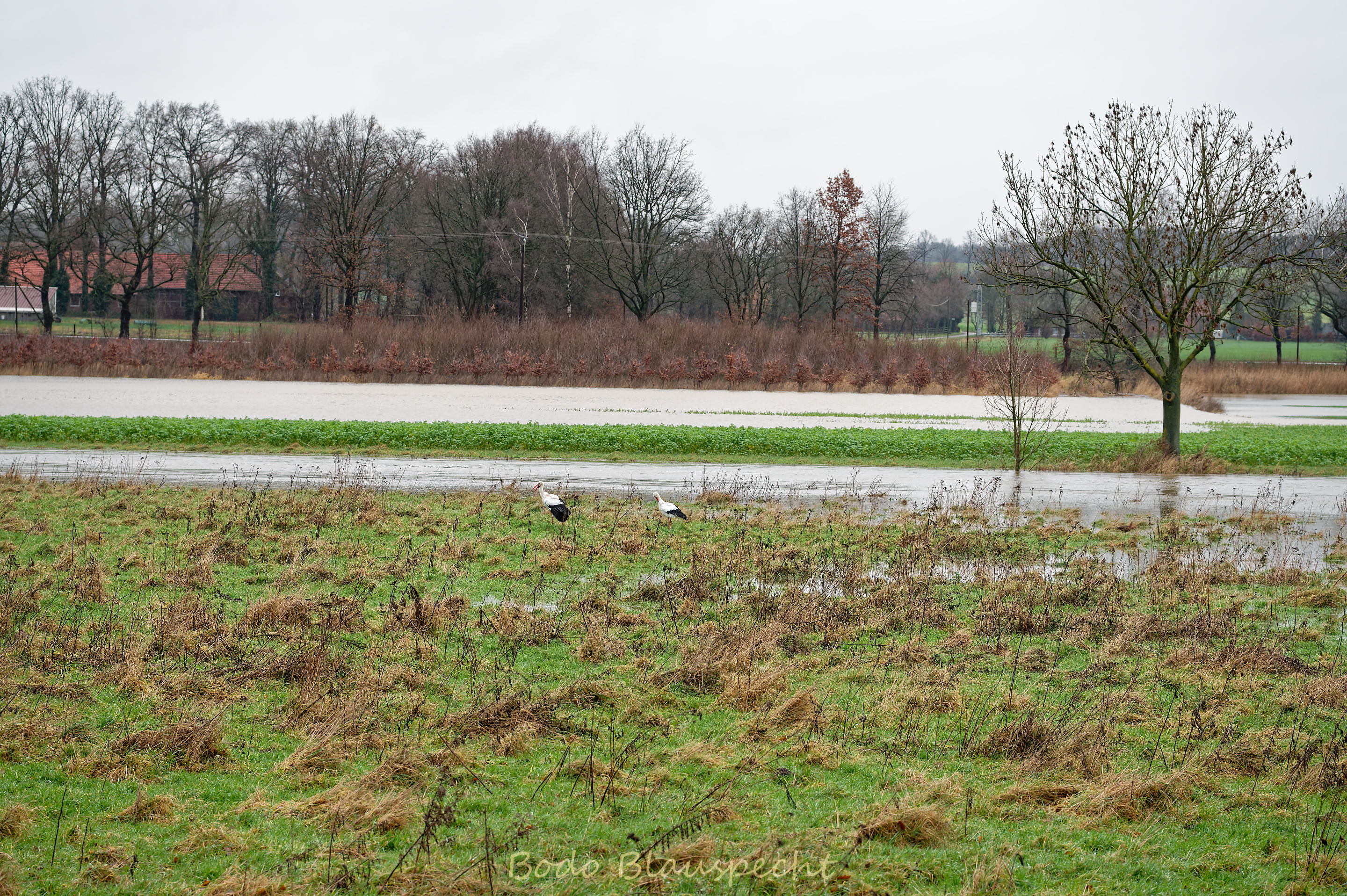 Hochwasser   Steveraue   2023.12.23 16.28 142 WEB